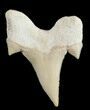 Otodus Shark Tooth Fossil - Eocene #38423-1
